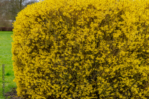 Photos Selective focus of yellow flowers full bloom on the tree, Forsythia suspensa is