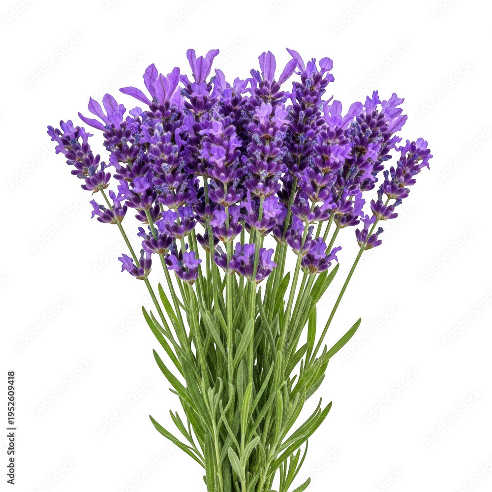 Obraz premium A bunch of purple lavender flowers isolated on transparent background