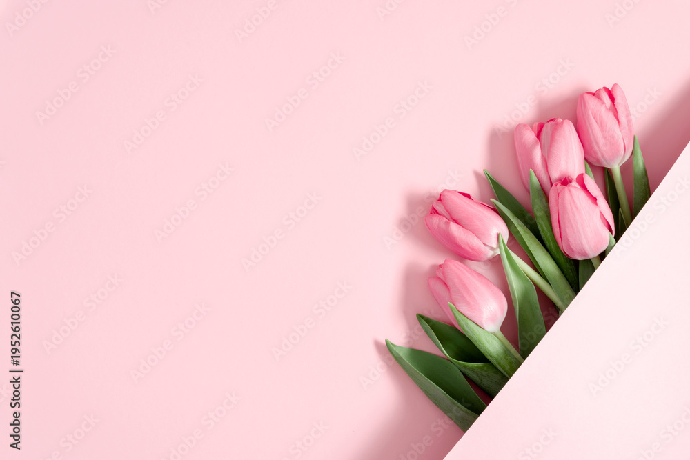 Obraz premium Pink tulips emerging from a paper fold on a pastel pink background. Minimalist flat lay composition with copy space. Spring floral concept for Mother's Day, Women's Day, Easter or Valentine's Day.