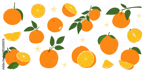 Orange citrus fruit collection with whole oranges, slices, halves and green leaves on white background. Vector set for juice packaging, organic food design, summer cafe menu and citrus patterns.
