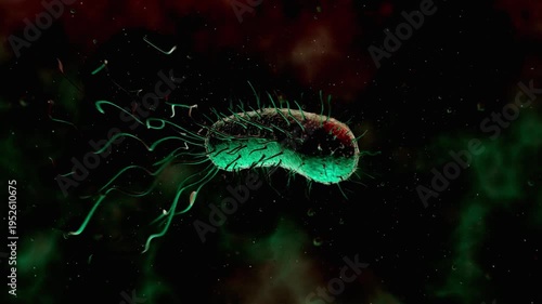 Escherichia coli bacteria cell with flagella and pili structures floating freely