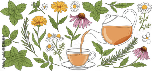 Herbal Tea Set with Teapot, Cup, Chamomile, Mint, Rosemary, Echinacea, and Medicinal Plants Natural Botanical Ingredients Illustration
