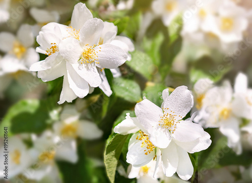 Fresh blooming white flowers of jasmine bush with dew drops on summer day. Tender wet blossoming jasmine. Beauty in nature, mother's, woman's day, love holidays, anniversary.