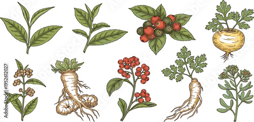 Medicinal Herbs and Healing Plants Illustration Set with Roots, Leaves, and Berries Showing Natural Herbal Medicine Ingredients for Traditional Remedies and Botanical Study