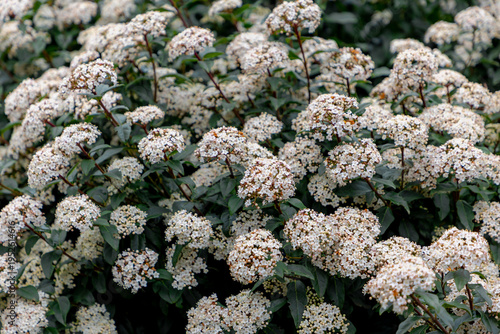 Selective focus of bush white pink flowers in garden with green leaves, Laurustinus (Viburnum tinus) is a species of flowering plant in the family Adoxaceae, Nature floral pattern, Greeney background.