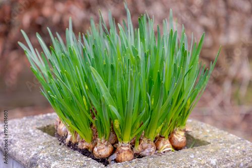 Selective focus of bulbs or sprouts with green leaves of Narcissus or Daffodil, Flowers is a genus of predominantly spring perennial plants of the amaryllis family, Amaryllidaceae, Natural background.