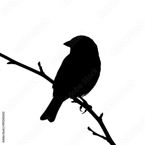 Black silhouette of a small bird.