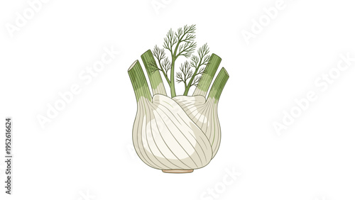 Fresh whole fennel bulb with its thick green stalks and feathery fronds is shown in a detailed hand-drawn botanical style.