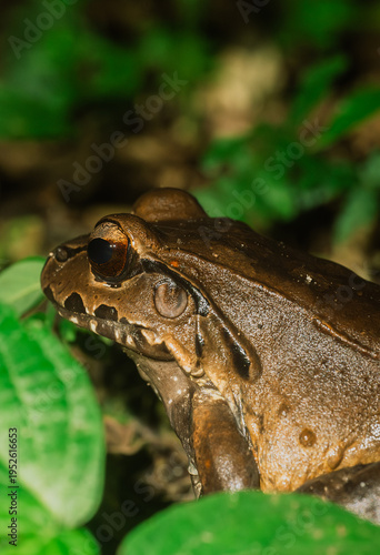 Bild auf Leinwand La rana toro centroamericana (Leptodactylus savagei) es el anfibio nativo más grande de Costa Rica después del sapo gigante marino
