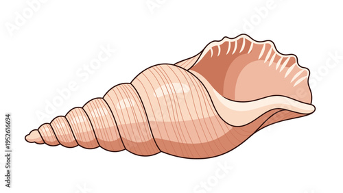 Beautiful spiral seashell with delicate ridges and soft pink tones, shown in a detailed vector illustration style on a white background.