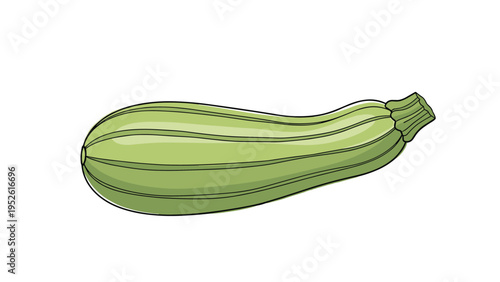 Fresh green zucchini squash vegetable isolated on white background is perfect for healthy eating or cooking illustrations.