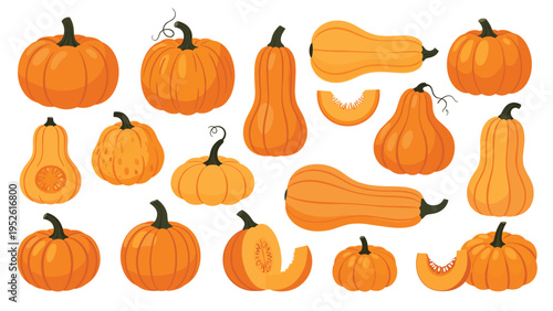 Diverse set of pumpkins and squashes in various shapes and sizes is a great resource for autumn, harvest, and thanksgiving illustrations.