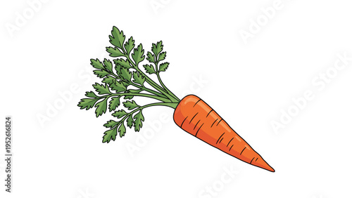 Whole fresh carrot with bright green leaves is a nutritious root vegetable essential for healthy cooking and garden produce displays.