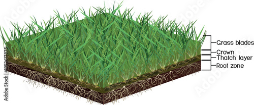 Lawn soil profile diagram showing grass blades, crown, thatch layer, and root zone