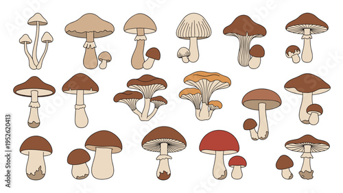 Extensive collection of different wild mushroom species shown in various shapes, sizes, and brown color variations.