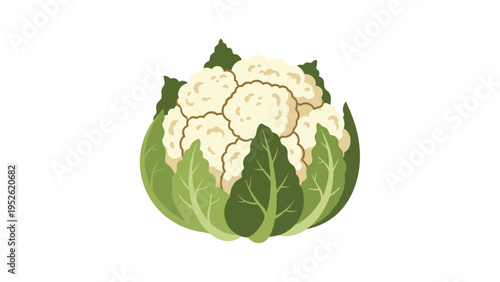 Fresh head of cauliflower with large green leaves, isolated on a white background, representing healthy eating and vegetables.