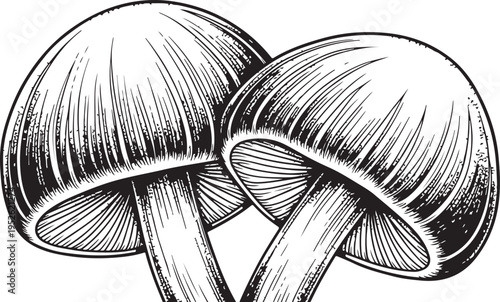 Vector illustration of two black and white mushrooms isolated on Transparent Background