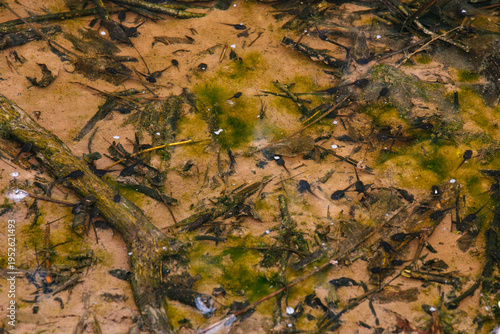A small spring vernal pool filled with frog tadpoles