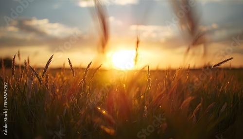 A serene landscape of a wheat field at sunset with a bright sky