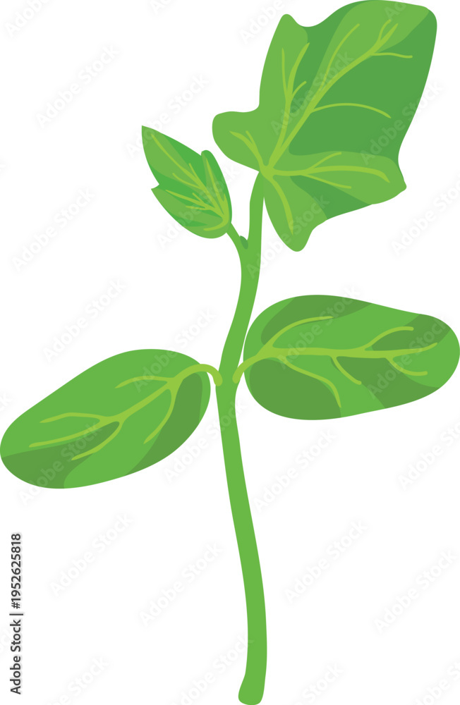 Fototapeta premium Young cucumber seedling (Cucumis sativus) with cotyledons and first true leaf isolated on white background