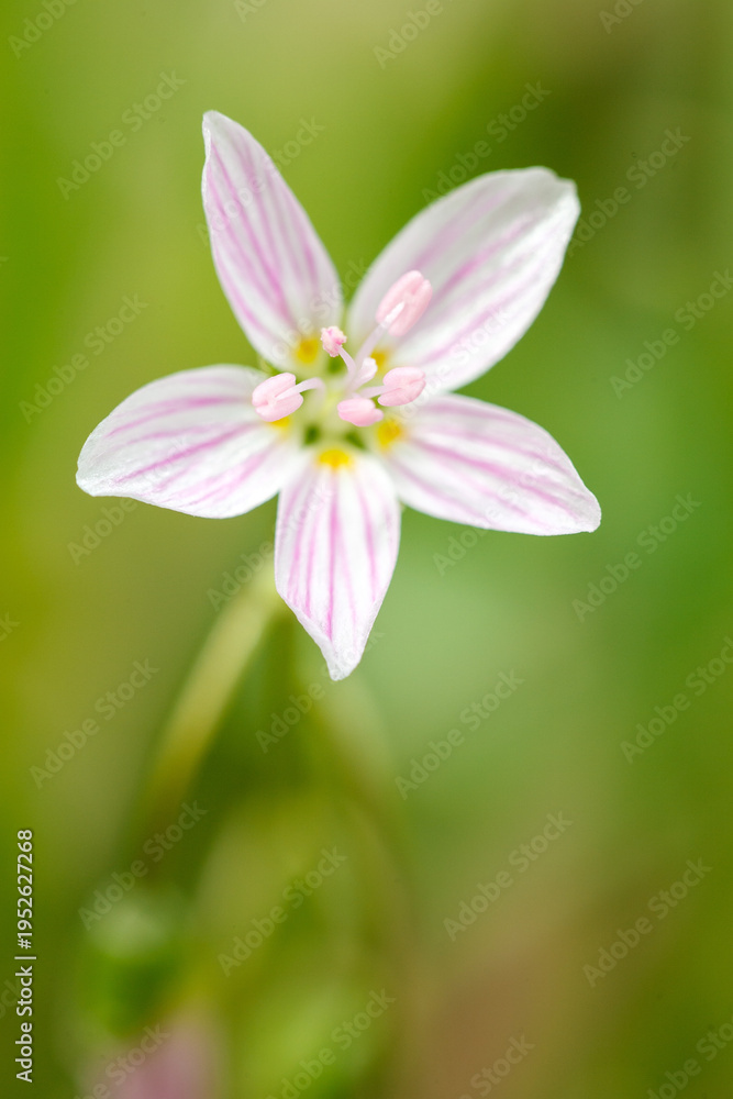 Fototapeta premium Close-up of a Spring Beauty (Claytonia virginica) wildflower showing its delicate pink-streaked white petals