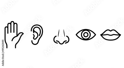 minimalist line icons illustrating the five human senses of touch hearing smell sight and taste for educational and medical themes.