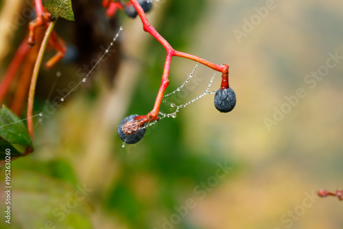Close up of dark berries on a red stem adorned with dew-covered spiderwebs in soft focus