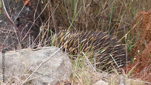 Scared australia Echidna looking around spooked into hiding by humans passing