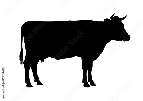 silhouette of a standing cow   - vector illustration
