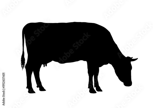 silhouette of a standing cow   - vector illustration
