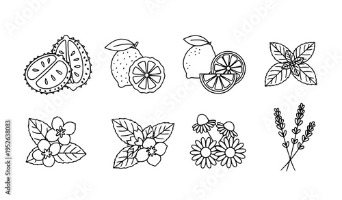 Minimal black and white tea ingredient outline vector set with botanical herbal flavor line icons