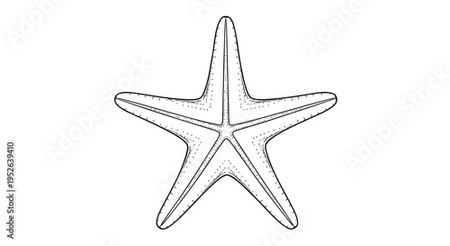 Vector starfish illustration