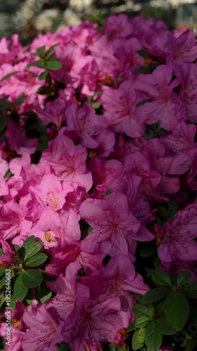 Pink rose flowers blooming in sunlight, green bokeh background, soft focus floral close-up for wallpaper