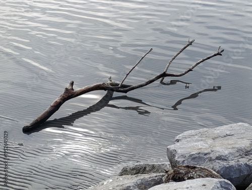 trunk on the beach in shallow water