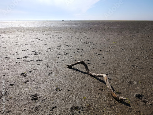 trunk on the beach in shallow water