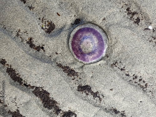 little jellyfish on the seashore