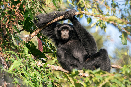 Canvas Print A Siamang enjoys the last sunshine at Frasers Hill, Malaysia