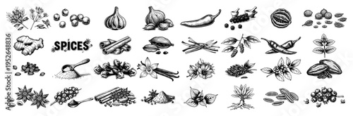 Comprehensive collection of culinary spices and aromatic herbs in vintage woodcut engraving style