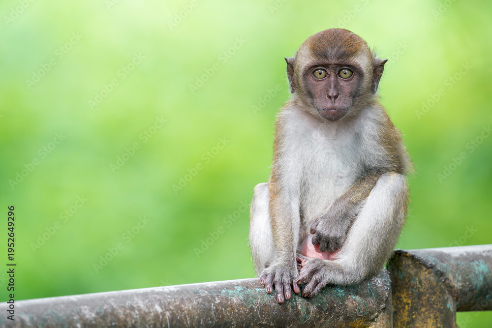 Fototapeta premium A Long-tailed Macaque stares at you in Asia, Malaysia.
