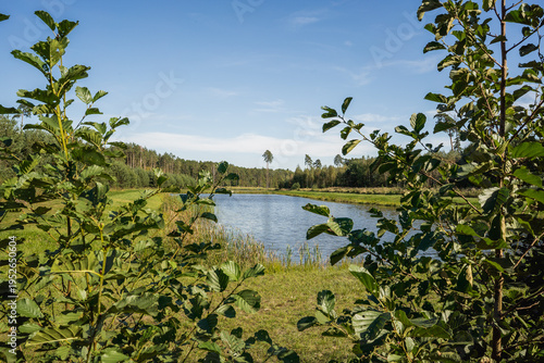 Forest retention pond surrounded by greenery during summer
