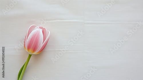 Tulip on beige linen, soft focus and pastel tones creating a delicate aesthetic.