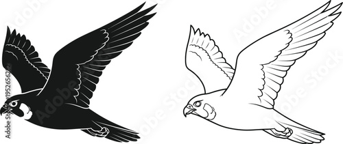 Peregrine Falcon Flying Silhouette and Line Art Vector