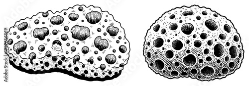 Hand drawn sea sponges or natural coral reef elements in vintage engraving style