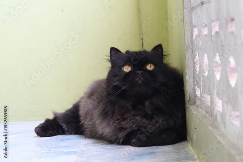 Majestic Persian Cat: A stunning black Persian cat with fluffy fur and striking golden eyes poses gracefully, exuding an air of regal charm and feline elegance.