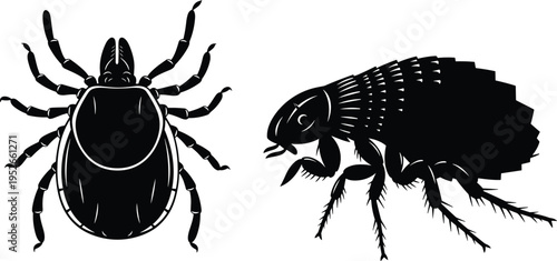 Black and white vector illustration of tick and flea, detailed entomology artwork highlighting parasitic insects with segmented bodies and legs for science, healthcare, and education concepts