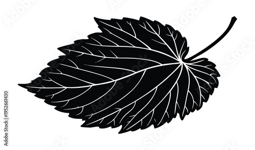 Black silhouette of a detailed leaf with prominent veins