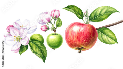 Botanical illustration of an apple life cycle from white spring blossoms and young green fruit to a ripe red apple with a leaf on white background