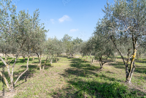 Olive grove in Spain