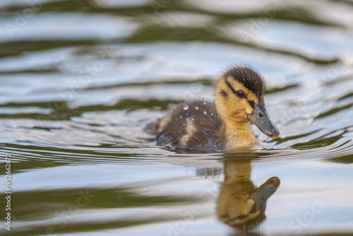 Duckling on a pond close up, uk