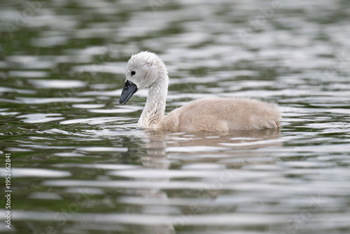 Cygnet on a pond close up, uk